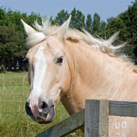 20,000+ Free Palomino Horse & Horse Images